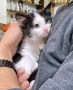 Hendrik (2)
